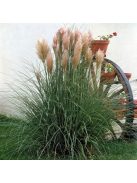 Ezüstös pampafű / CORTADERIA selloana 'Rosea'