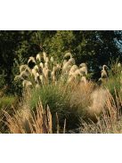 Pampafű / CORTADERIA fulvida 