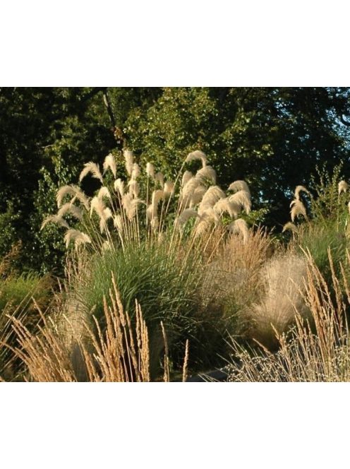 Pampafű / CORTADERIA fulvida 