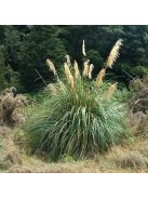 Pampafű / CORTADERIA fulvida 