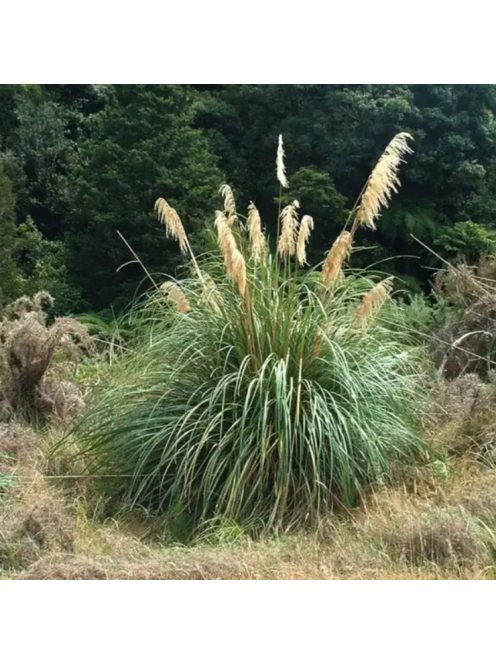 Pampafű / CORTADERIA fulvida 