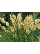 Pampafű / CORTADERIA fulvida 
