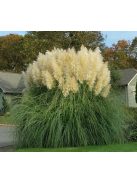 Ezüstös pampafű / CORTADERIA selloana 