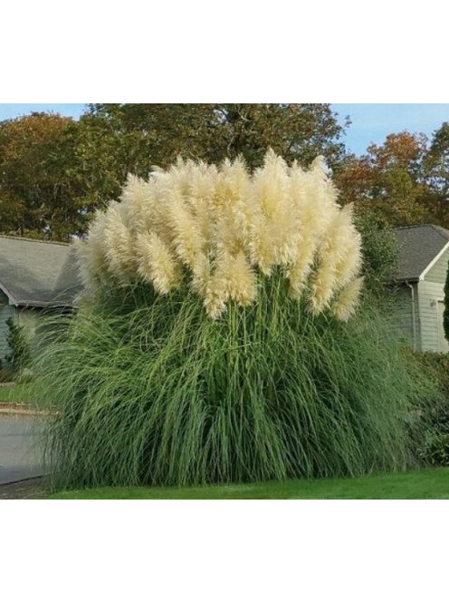 Ezüstös pampafű / CORTADERIA selloana 