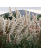 Ezüstös pampafű / CORTADERIA selloana 