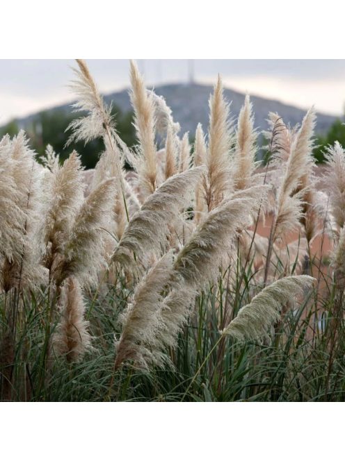 Ezüstös pampafű / CORTADERIA selloana 
