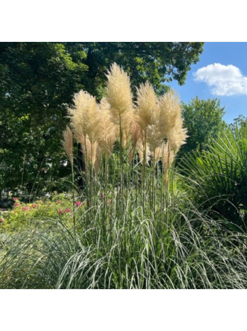 Ezüstös pampafű / CORTADERIA selloana 