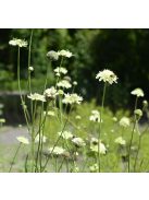 Óriás fejvirág / CEPHALARIA gigantea 