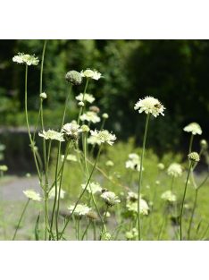 Óriás fejvirág / CEPHALARIA gigantea 