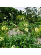Óriás fejvirág / CEPHALARIA gigantea 
