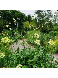 Óriás fejvirág / CEPHALARIA gigantea 