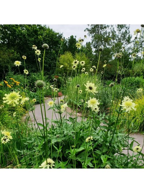 Óriás fejvirág / CEPHALARIA gigantea 
