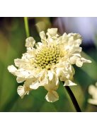 Óriás fejvirág / CEPHALARIA gigantea 