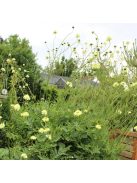 Óriás fejvirág / CEPHALARIA gigantea 
