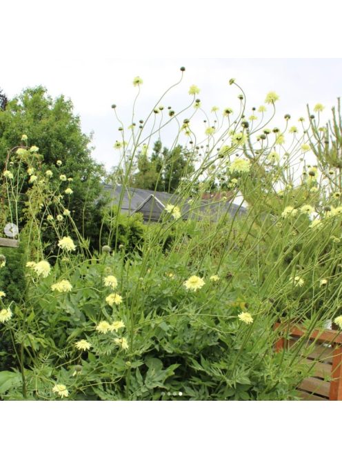 Óriás fejvirág / CEPHALARIA gigantea 