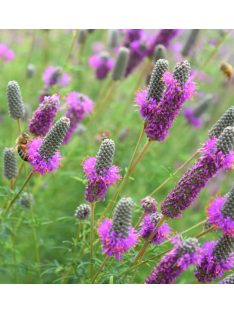 Pusztai here / DALEA purpureum 'Stephanie'