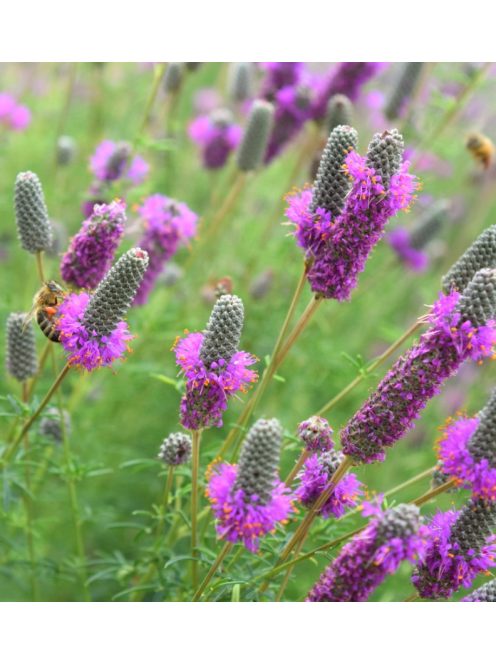 Pusztai here / DALEA purpureum 'Stephanie'
