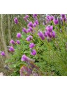Pusztai here / DALEA purpureum 'Stephanie'