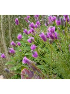 Pusztai here / DALEA purpureum 'Stephanie'