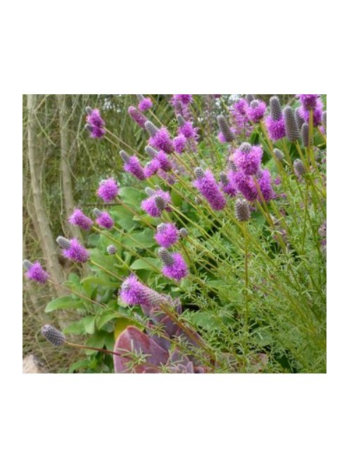 Pusztai here / DALEA purpureum 'Stephanie'