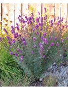 Pusztai here / DALEA purpureum 'Stephanie'