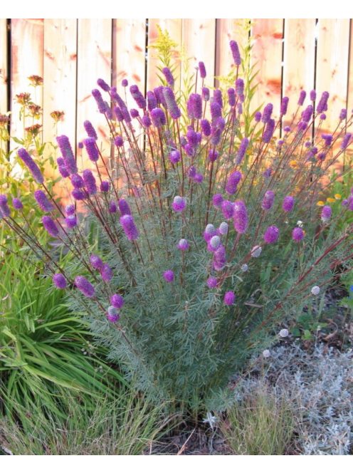 Pusztai here / DALEA purpureum 'Stephanie'
