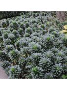 Török kutyatej / EUPHORBIA amygdaloides Robbiae