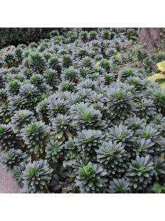 Török kutyatej / EUPHORBIA amygdaloides Robbiae