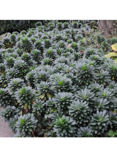 Török kutyatej / EUPHORBIA amygdaloides Robbiae