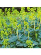 Török kutyatej / EUPHORBIA amygdaloides Robbiae