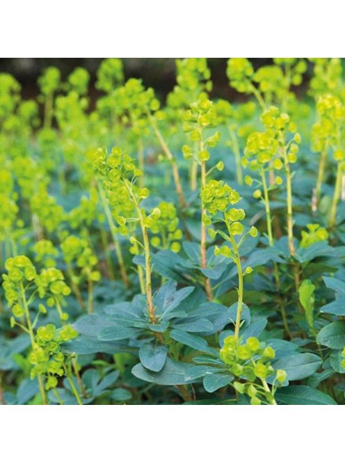 Török kutyatej / EUPHORBIA amygdaloides Robbiae
