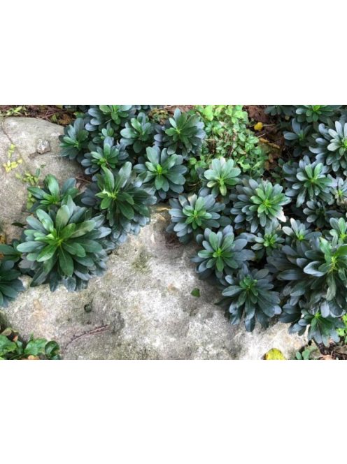 Török kutyatej / EUPHORBIA amygdaloides Robbiae