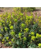 Török kutyatej / EUPHORBIA amygdaloides Robbiae