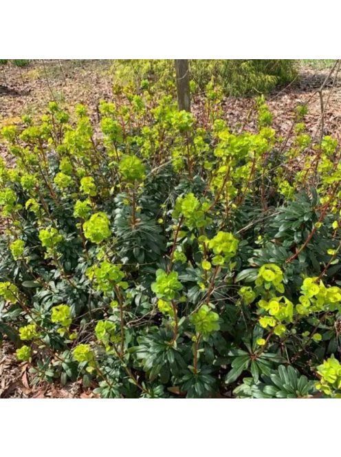 Török kutyatej / EUPHORBIA amygdaloides Robbiae
