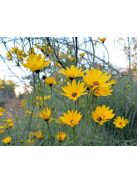 Fűzlevelű napraforgó / HELIANTHUS  salicifolius 