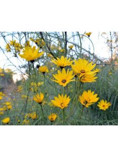 Fűzlevelű napraforgó / HELIANTHUS  salicifolius 