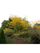 Fűzlevelű napraforgó / HELIANTHUS  salicifolius 