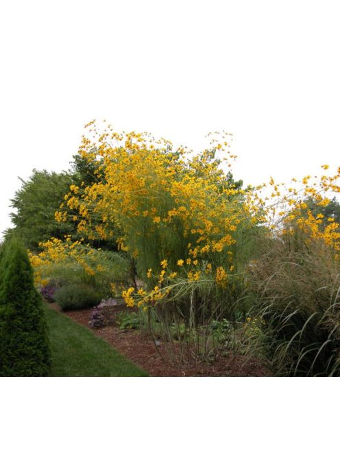 Fűzlevelű napraforgó / HELIANTHUS  salicifolius 