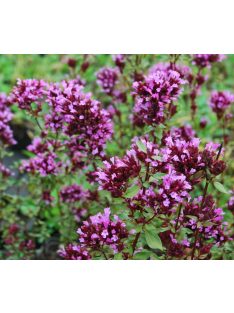 Szurokfű / ORIGANUM laevigatum 