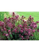Szurokfű / ORIGANUM laevigatum 