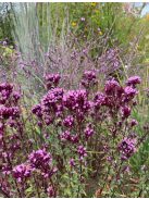 Szurokfű / ORIGANUM laevigatum 