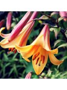 Liliom / Lilium ’African Queen