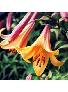 Liliom / Lilium ’African Queen