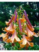 Liliom / Lilium ’African Queen