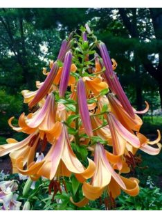 Liliom / Lilium ’African Queen