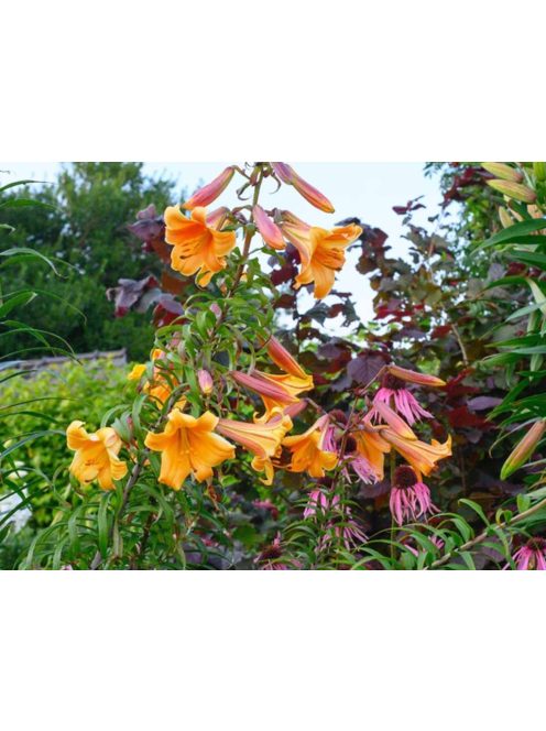 Liliom / Lilium ’African Queen