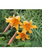 Liliom / Lilium ’African Queen