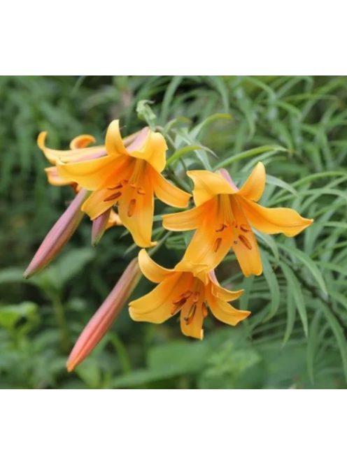 Liliom / Lilium ’African Queen