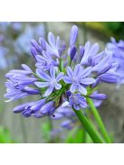 Szerelemvirág / Agapanthus africanus ’Dr Brouwer