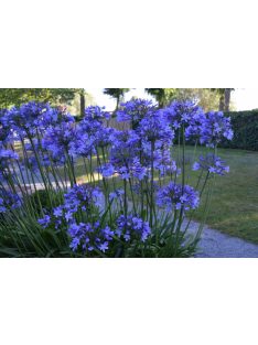Szerelemvirág / Agapanthus africanus ’Dr Brouwer